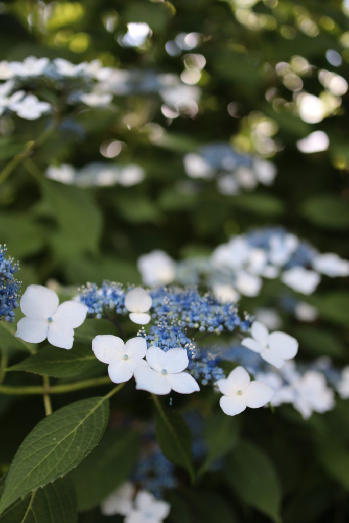 資福寺の紫陽花3