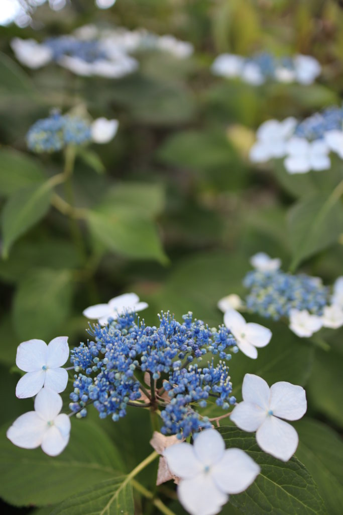 資福寺の紫陽花3