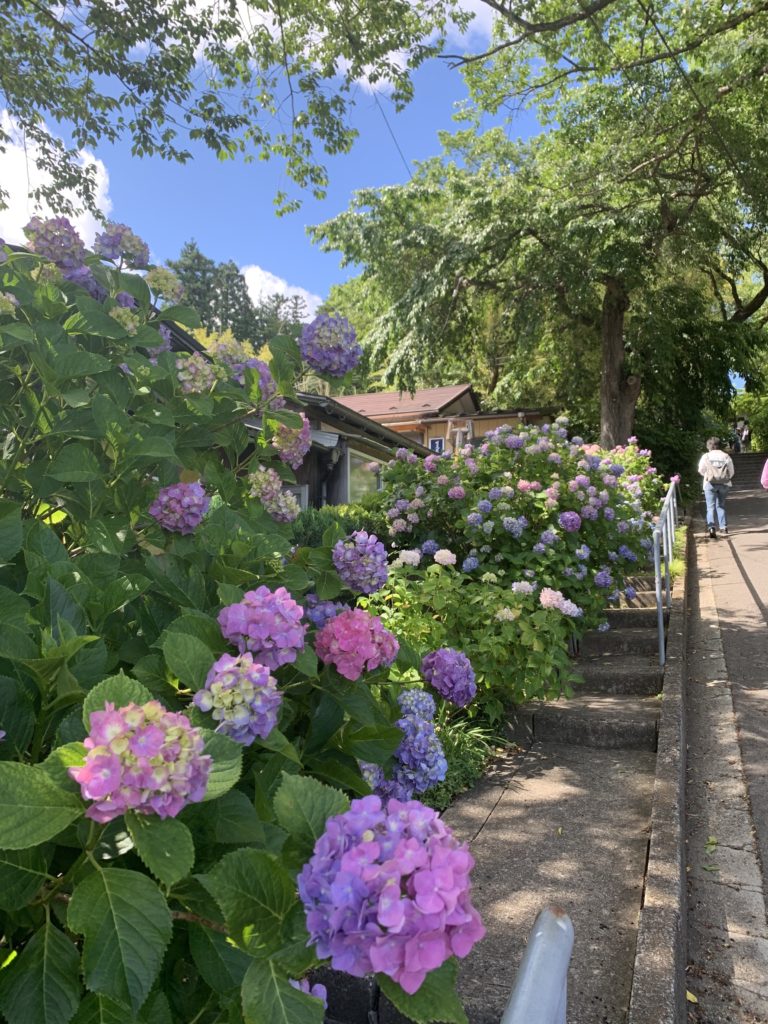 資福寺の紫陽花1